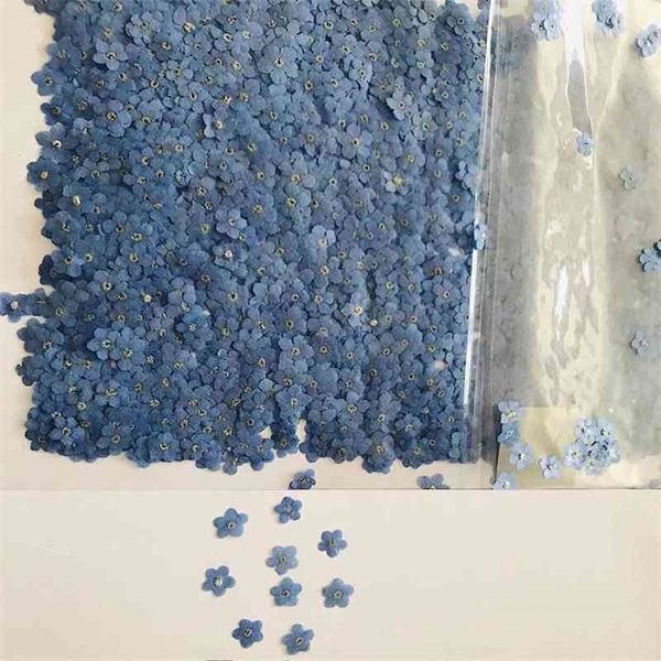 100 pressed dried mini blue forget-me-not flowers for jewelry, phone cases, and nail art DIY projects