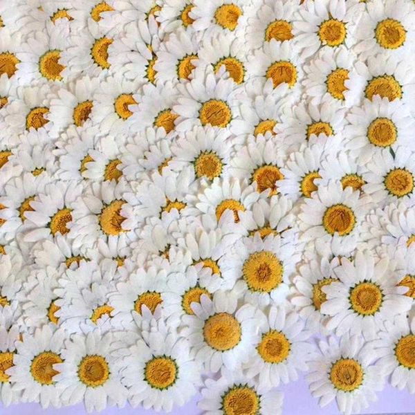 100 white dried daisy flowers for resin crafts, phone cases, and jewelry decoration