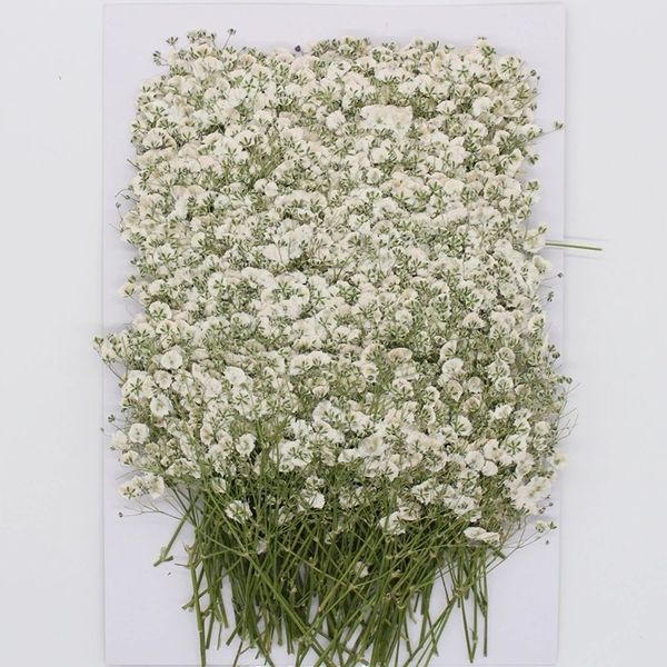120 pieces of natural dried gypsophila flowers, small bouquet for pressing, mini decorative photography backdrop decor