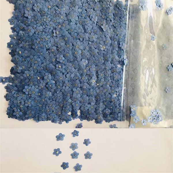 120 pressed dried natural mini blue Myosotis sylvatica forget-me-not flowers for jewelry, phone cases, nail art, and DIY projects