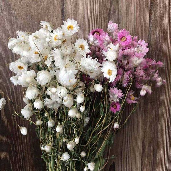 1-2.5cm natural dried rudan bird flowers with mini daisies, perfect for home decor arrangements