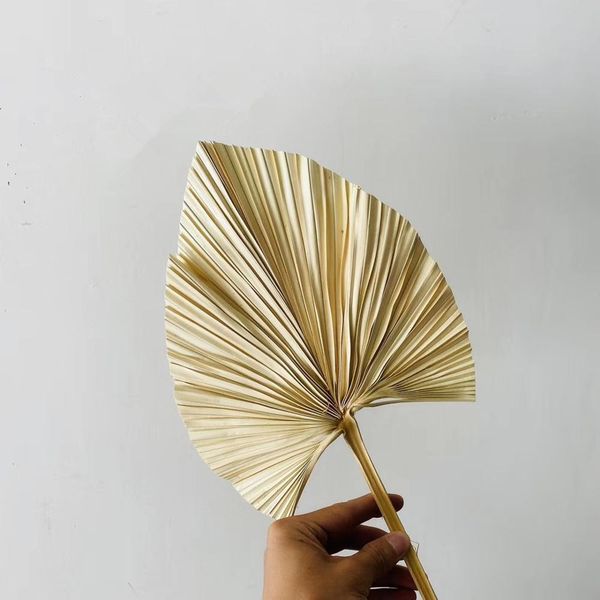 5 pieces per lot, natural dried palm leaves for DIY art, wall decor, weddings, and floral arrangements, Y1128