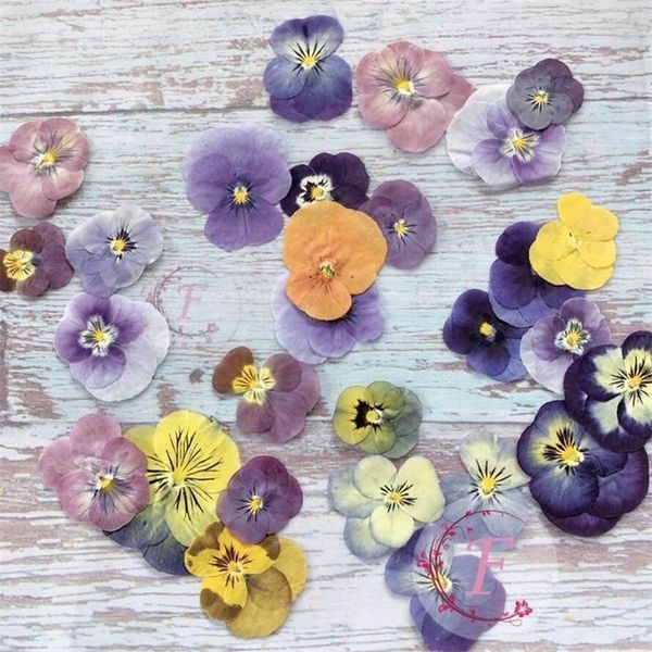 60 pressed dried pansy viola tricolor flowers for DIY jewelry, bookmarks, phone cases, and more