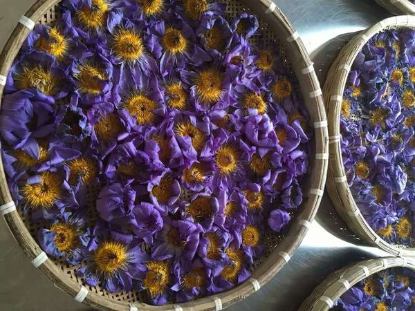 Blue Lotus dried whole flowers, Nymphaea caerulea, harvested on March 30, 2022