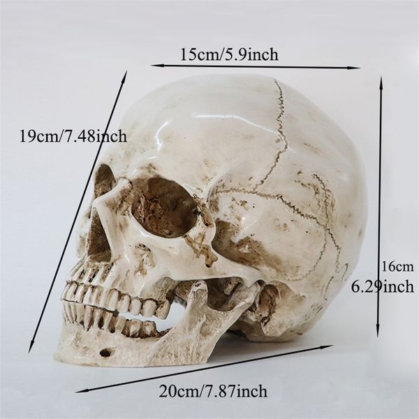 Decorative Human Head Replica in Natural Size - High-Quality Resin Skull Model for Halloween Home Decor