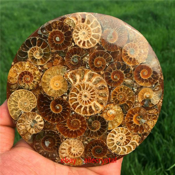 Natural ammonite fossil conch specimen for healing, includes stand (1 piece)