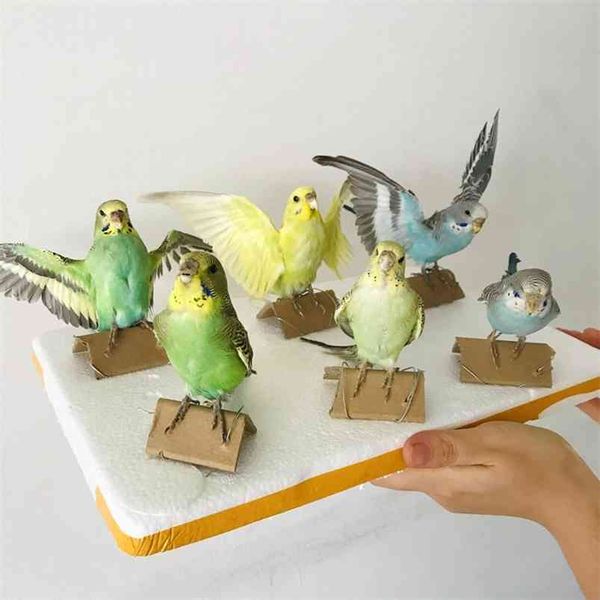 Taxidermy-stuffed Eurasian parrot for educational or decorative use